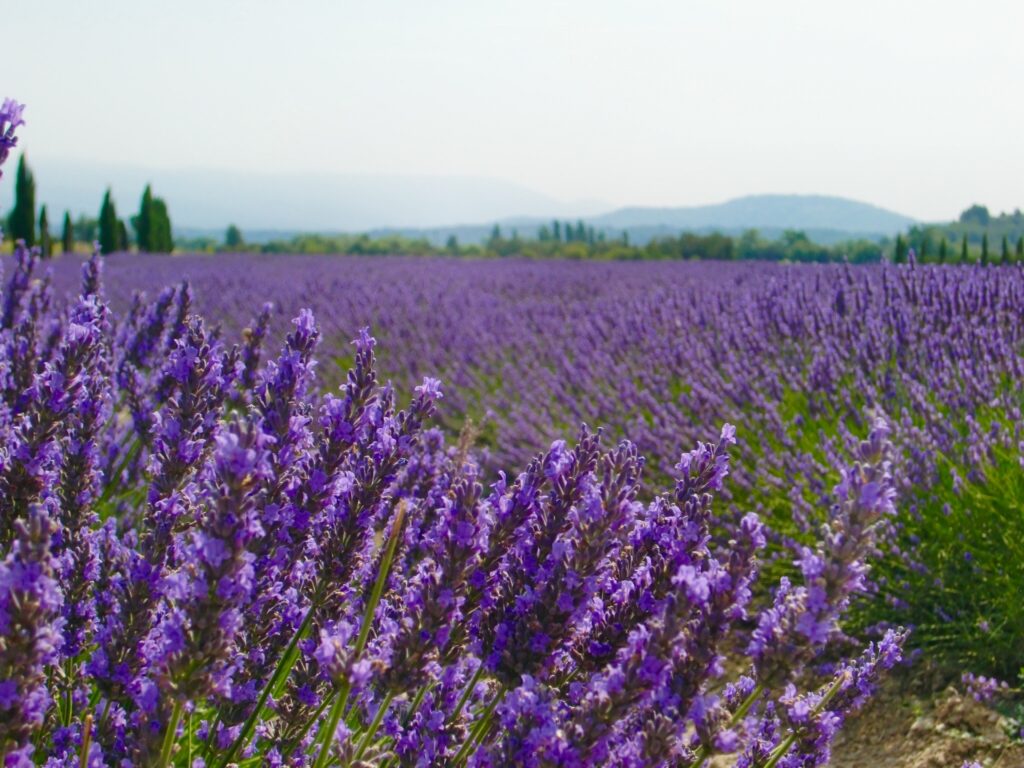 フランス産アロマオイルを使用したヒロットトリートメント用オイルのフリクション